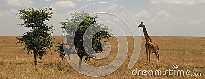 Giraffe And Trees In The Savannah Stock Photo