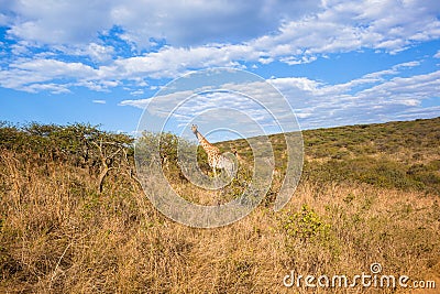 Giraffe Trees Wildlife Landscape Stock Photo
