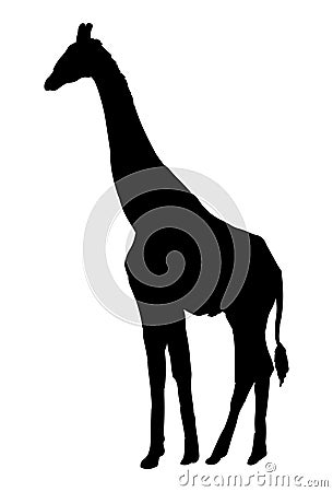Giraffe vector illustration black silhouette Vector Illustration