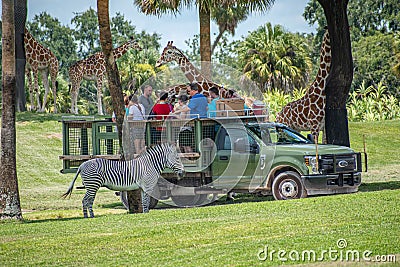 Giraffe waiting lettuce leaves from people enjoying , safari at Busch Gardens 2 Editorial Stock Photo