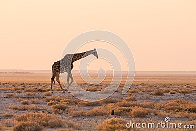 Giraffe walking in the bush on the desert pan at sunset. Wildlife Safari in the Etosha National Park, the main travel destination Stock Photo