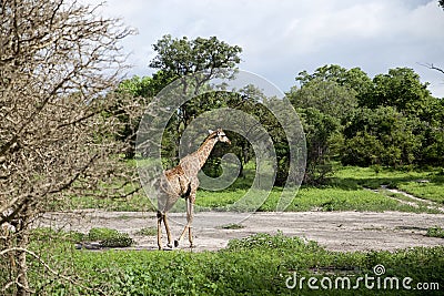 Giraffe walking in the middle of an African Wildlife reserve Stock Photo