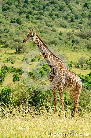 giraffe walks through the savanna and jungle Stock Photo