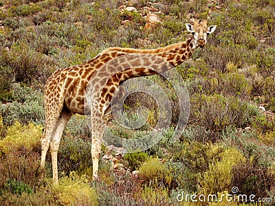 Giraffe Watching Stock Photo