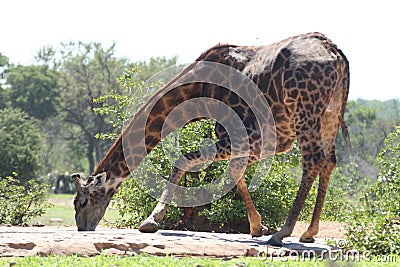 Giraffe at water hole Stock Photo