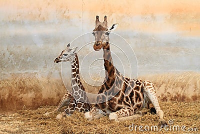 Giraffe with whelp Stock Photo