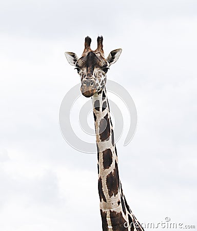 Giraffe on White Cloud Background Stock Photo