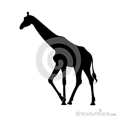 Giraffe wild mammal in Kenya African, neck long tall, camouflage skin savanna, Giraffa silhouette Vector Illustration
