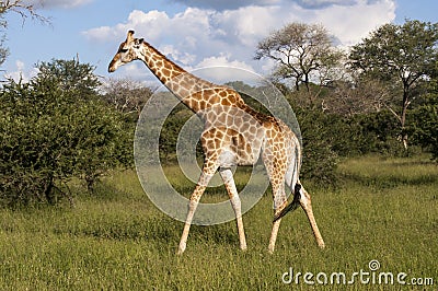 Giraffe in the wilderness in Africa Stock Photo