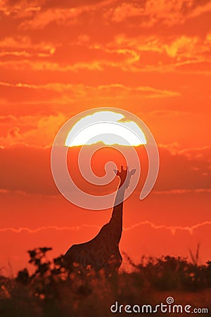 Giraffe - Wildlife Background - Red Nature and Golden Sunsets Stock Photo