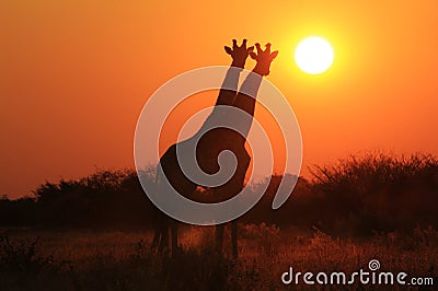 Giraffe - Wildlife Background - Sunset Twins Stock Photo