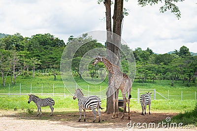 Giraffe and zebra standing in the cage at the zoo Editorial Stock Photo
