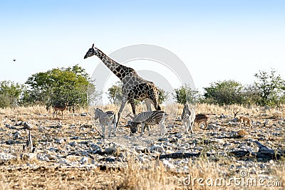 Giraffe and zebras Stock Photo