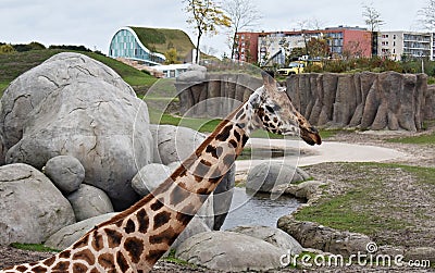 Giraffe at the zoo in Netherlands. Stock Photo