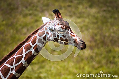 Sleepy Giraffe Stock Photo