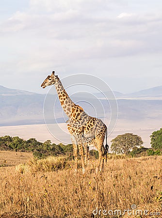 Giraffes in Africa Stock Photo