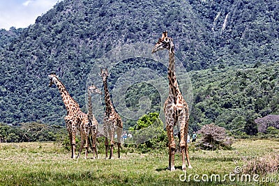 Giraffes in Africa Editorial Stock Photo