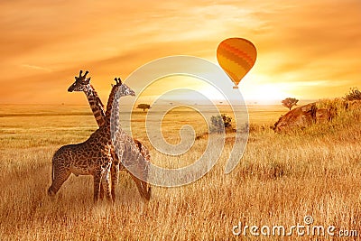 Giraffes in the African savanna against the background of the orange sunset. Flight of a balloon in the sky above the savanna. Afr Stock Photo