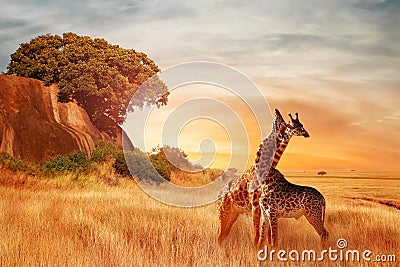 Giraffes in the African savannah. Beautiful african landscape at sunset. Serengeti National Park. Africa. Tanzania Stock Photo