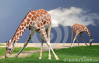 Giraffes bending Stock Photo