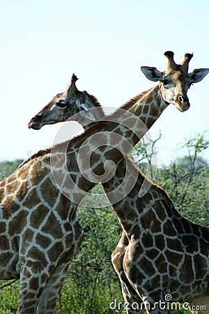 Giraffes, Etosha NP, Namibia Stock Photo