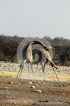 Giraffes Fight Stock Photo