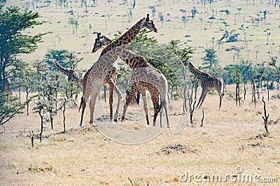 Giraffes fighting in Tanzania, Africa Stock Photo