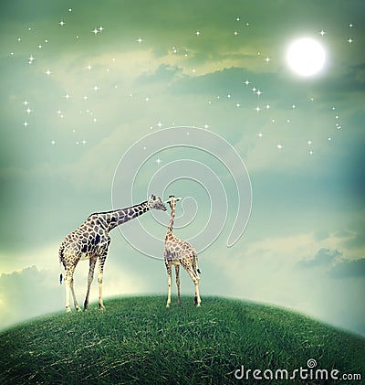 Giraffes in friendship or love concept image Stock Photo
