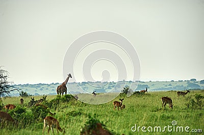 Giraffes Murchison Falls National Park Uganda Stock Photo