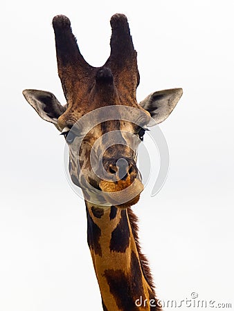 Giraffes head close-up Stock Photo