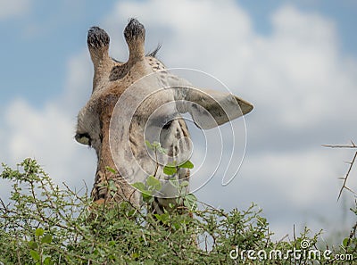 Giraffes head eating from the tree zoom photo - Tanzania Stock Photo