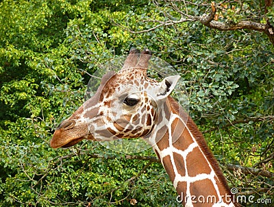 Giraffes head in front of greenery Stock Photo