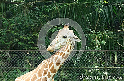 Giraffes Head Stock Photo