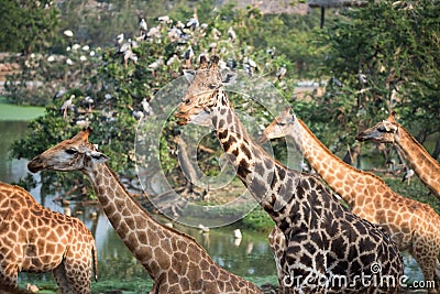 Giraffes group in the forest Stock Photo