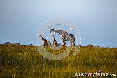 Giraffes at the Isimangaliso wetland park, St Lucia, South Africa Stock Photo