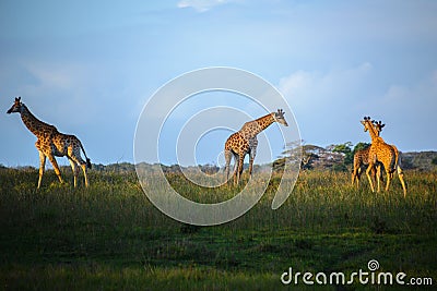 Giraffes at the Isimangaliso wetland park, St Lucia, South Africa Stock Photo