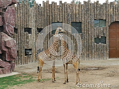 Giraffe@ Jinan Wildlife World, Shandong China Stock Photo