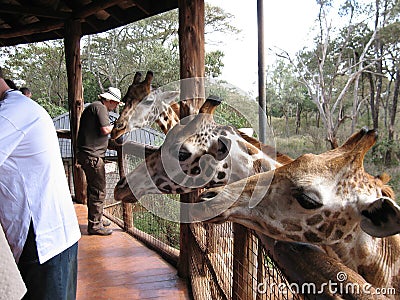 Giraffes at Langata,Nature Education Centre, Nairobi Editorial Stock Photo