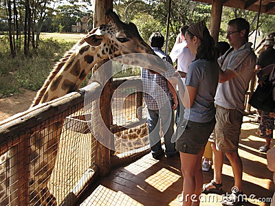 Giraffes at Langata,Nature Education Centre, Nairobi Editorial Stock Photo