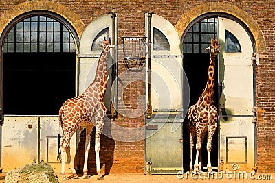 Giraffes at the London Zoo Stock Photo