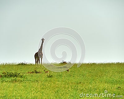 Giraffes Murchison Falls National Park Uganda Stock Photo