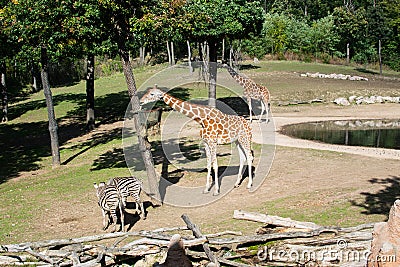 The giraffes that pass around the lake Stock Photo