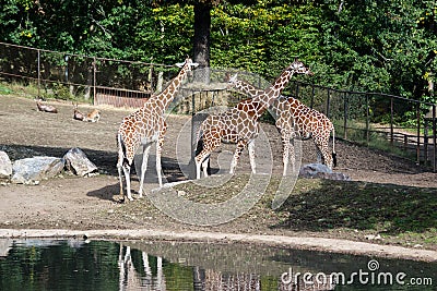 The giraffes that pass around the lake Stock Photo