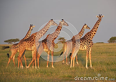 Giraffes on the plains in Africa Stock Photo