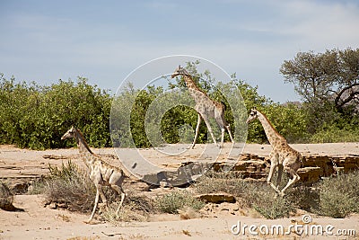 Giraffes running Stock Photo