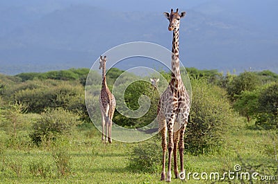 Giraffes in savana Stock Photo