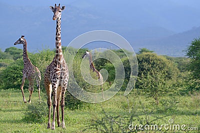 Giraffes in savana Stock Photo