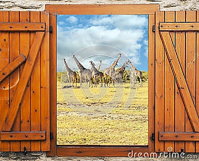 Giraffes in Kenya Stock Photo