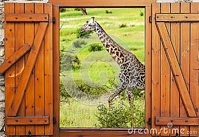 Giraffes in Kenya Stock Photo