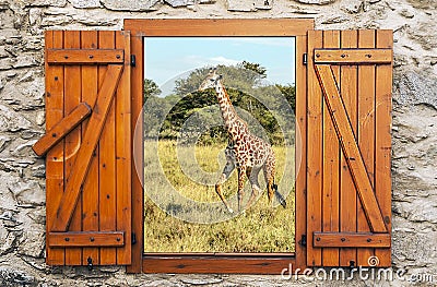 Giraffes in the savanah Stock Photo